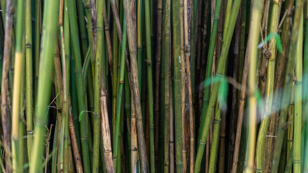 竹制品蒸煮后還是發(fā)霉？問題出在竹纖維內(nèi)部的營(yíng)養(yǎng)源沒清除